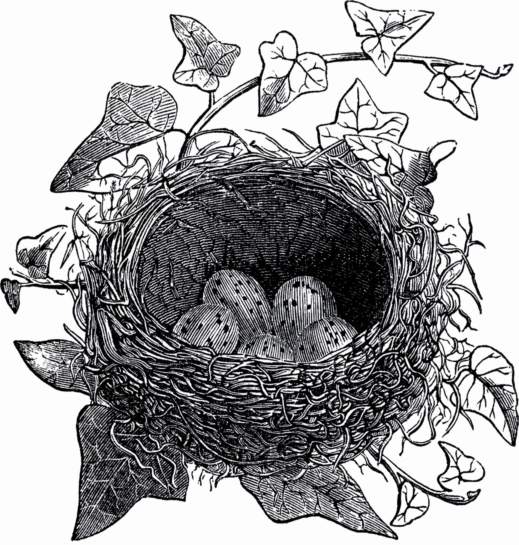 Black and White Illustration Awesome Antique Bird Nest Illustration the Graphics Fairy