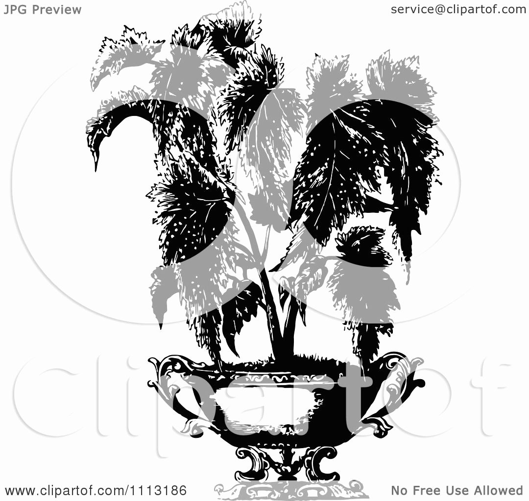 Black and White Illustration Best Of Clipart Vintage Black and White Potted Begonia Plant