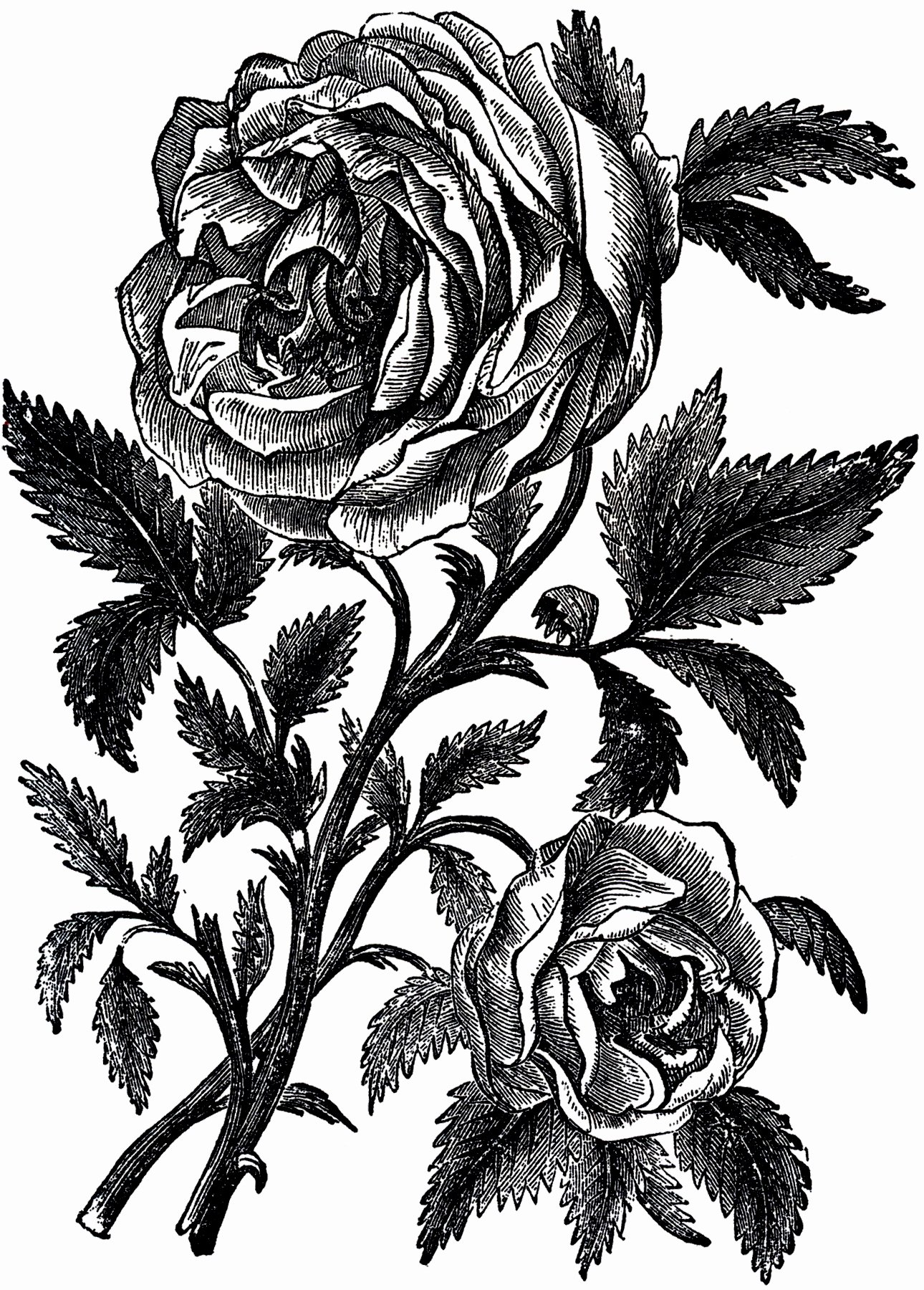 Black and White Illustration New Vintage Roses Engraving Image the Graphics Fairy