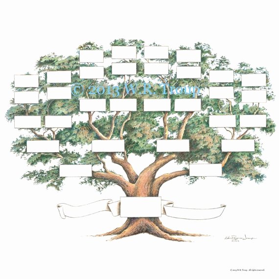 Blank Family Tree Chart Awesome Family Tree Scrapbook Chart 12x12 Inch 5 6 Generations