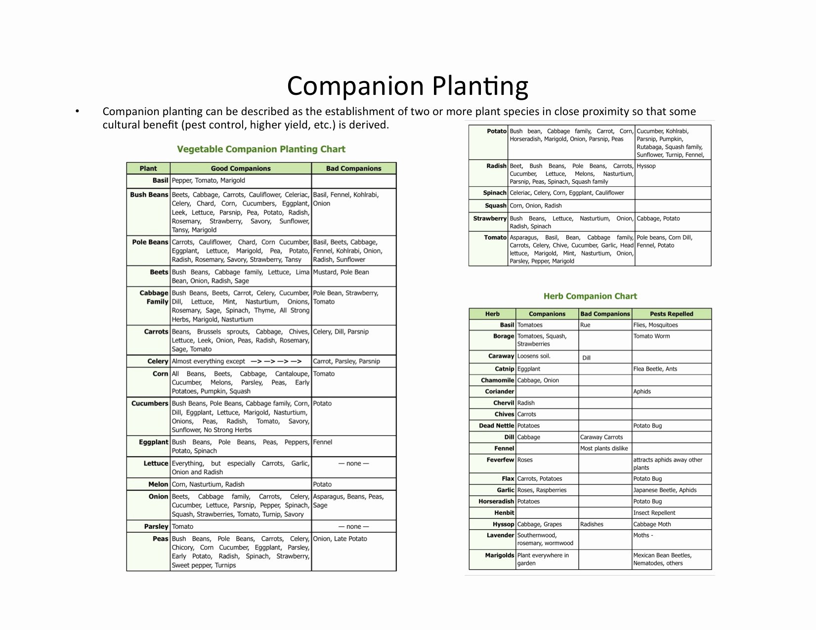 Companion Planting Chart for Vegetables Awesome Interplanting Panion Planting for Pest Control and
