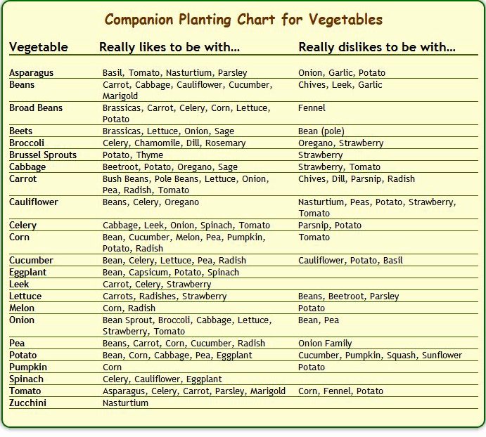 Companion Planting Chart for Vegetables Beautiful Panion Planting Chart Via Heirloom organics
