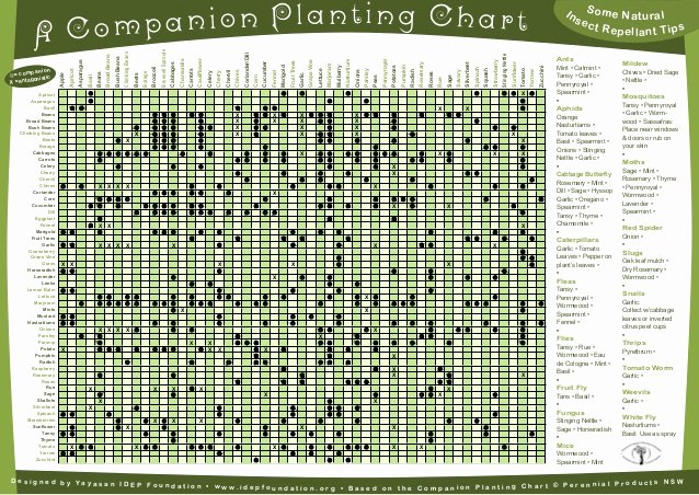 Companion Planting Chart for Vegetables Elegant A Panion Planting Chart