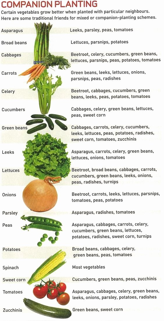 Companion Planting Chart For Vegetables Desalas Template Sexiz Pix