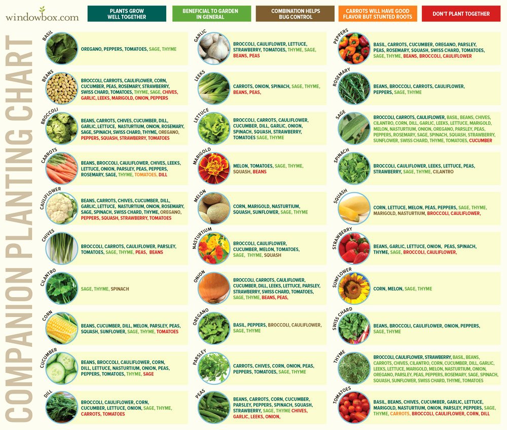 40 Companion Planting Chart For Vegetables Desalas Template