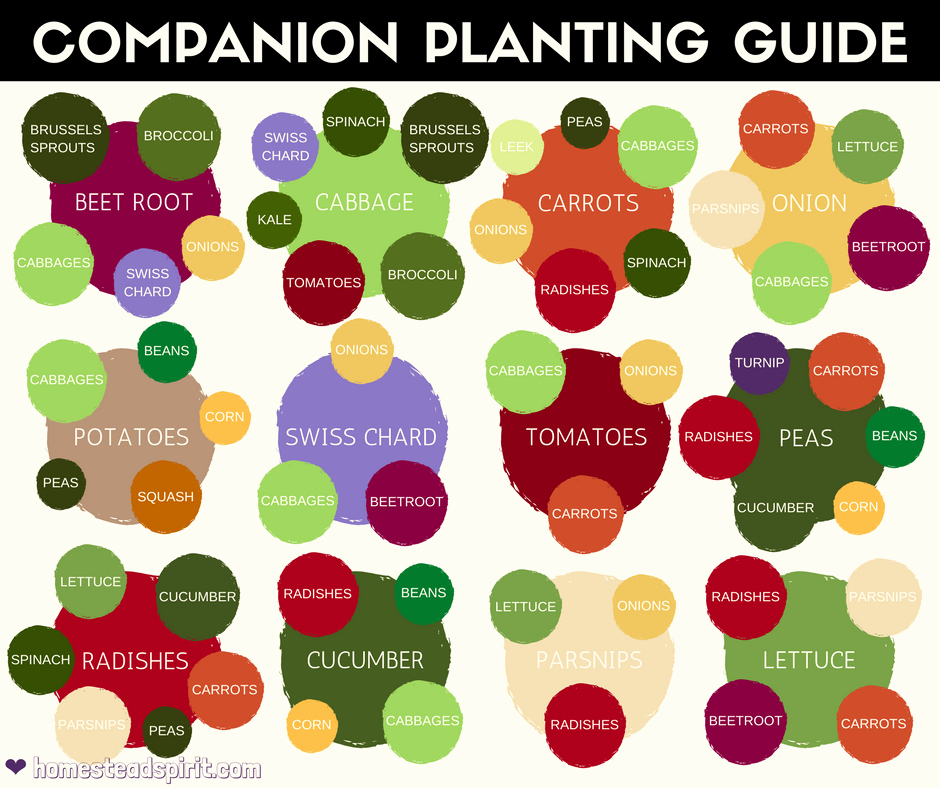 Companion Planting Chart for Vegetables Lovely 26 February 2017 3 25pm – Panion Planting Chart