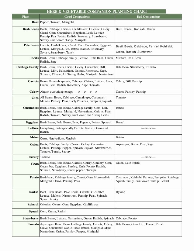 Companion Planting Chart for Vegetables Lovely Herb and Ve Able Panion Planting Chart Wayne