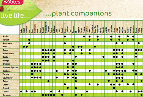 Companion Planting Chart for Vegetables Luxury Panion Planting Charts for Ve Ables &amp; Fruit Best Of