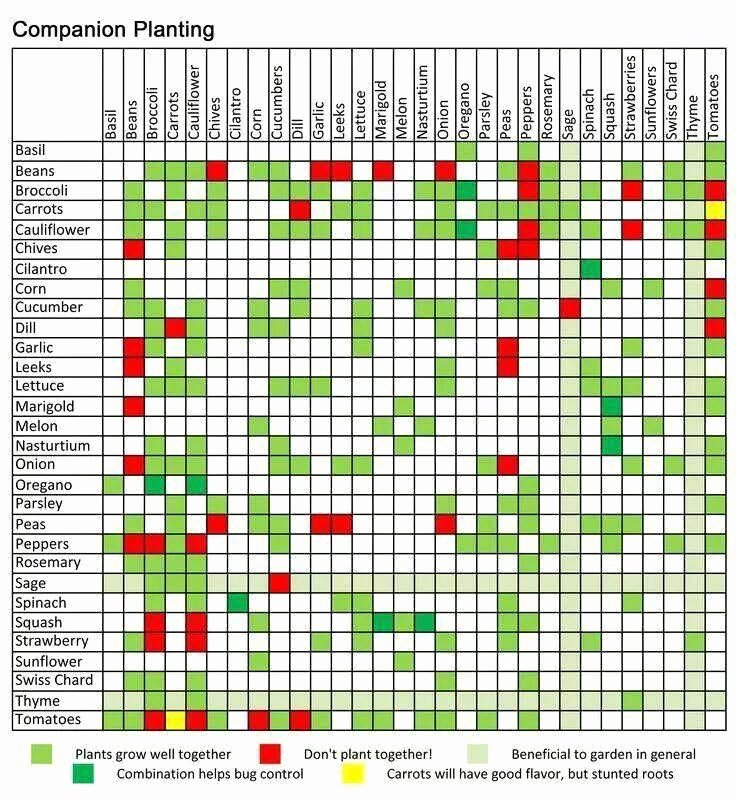 Companion Planting Chart for Vegetables Luxury Ve Able Panion Planting Chart Garden