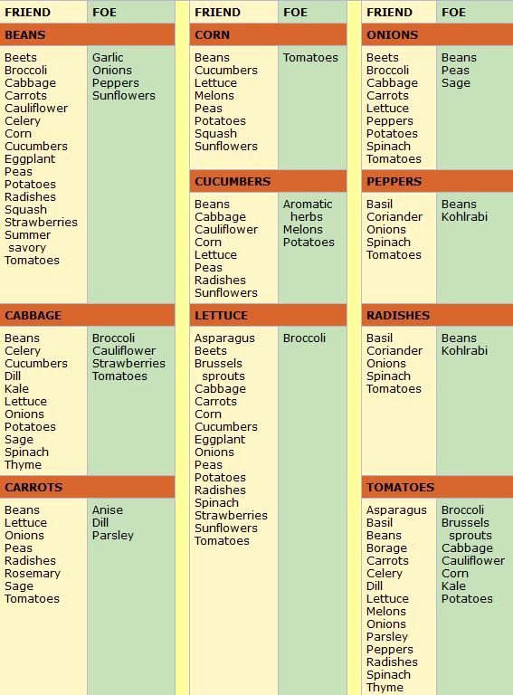 Companion Planting Chart for Vegetables New Panion Planting Chart for Ve Ables