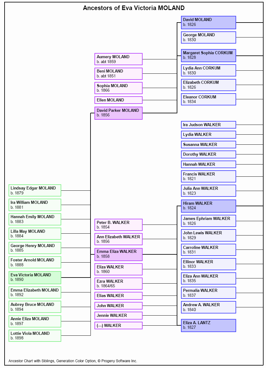 Family Tree Template with Siblings Beautiful Legacy Family Tree Genealogy software Descendant Right