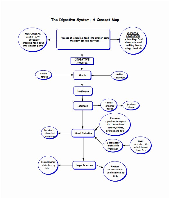 Nursing Concept Mapping Template Beautiful Nursing Concept Map Template