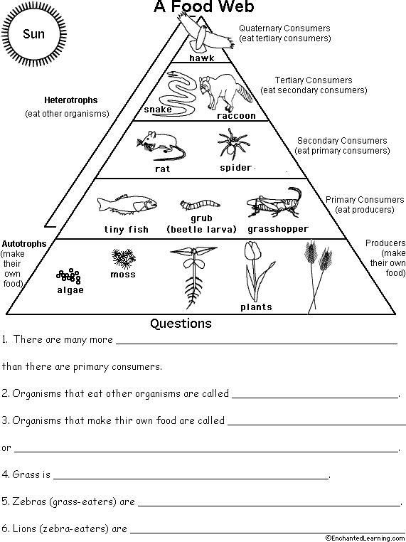 3rd Grade Ecosystem Worksheets Ecological Pyramid Worksheet Food Pyramid Food Chains and