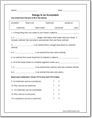 3rd Grade Ecosystem Worksheets Energy In An Ecosystem Worksheet