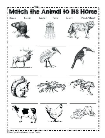 3rd Grade Habitat Worksheets Animals In their Habitats Worksheets – Keepyourheadup