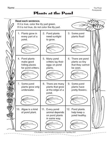 3rd Grade Habitat Worksheets Science Worksheet Pond Plants