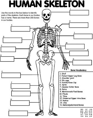 3rd Grade Human Body Worksheets Free Skeletal System Worksheets