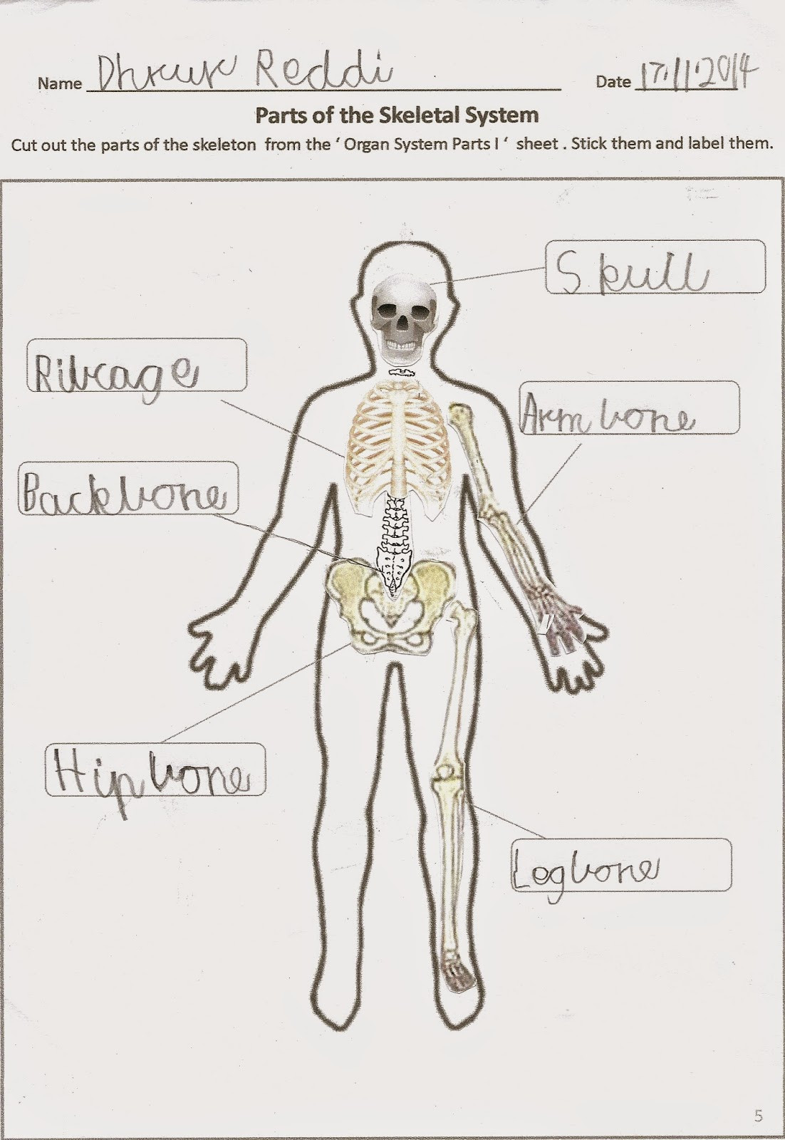 3rd Grade Human Body Worksheets Happy Learners Human Body organ Systems