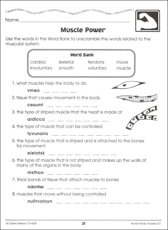 3rd Grade Human Body Worksheets Human Body Grades 2 3