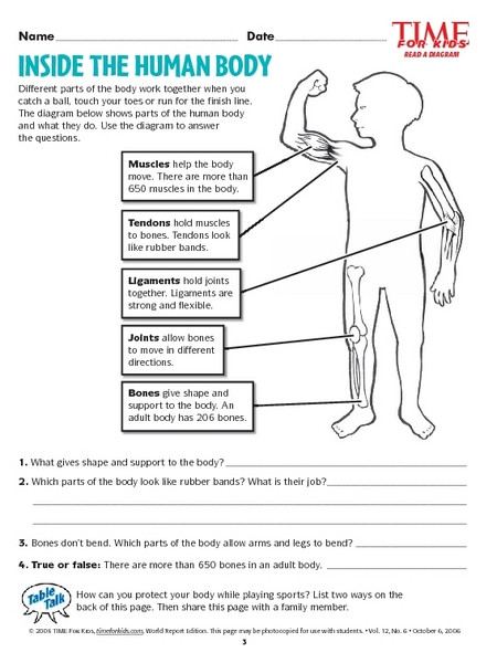 3rd Grade Human Body Worksheets Inside the Human Body Lesson Plan for 2nd 3rd Grade
