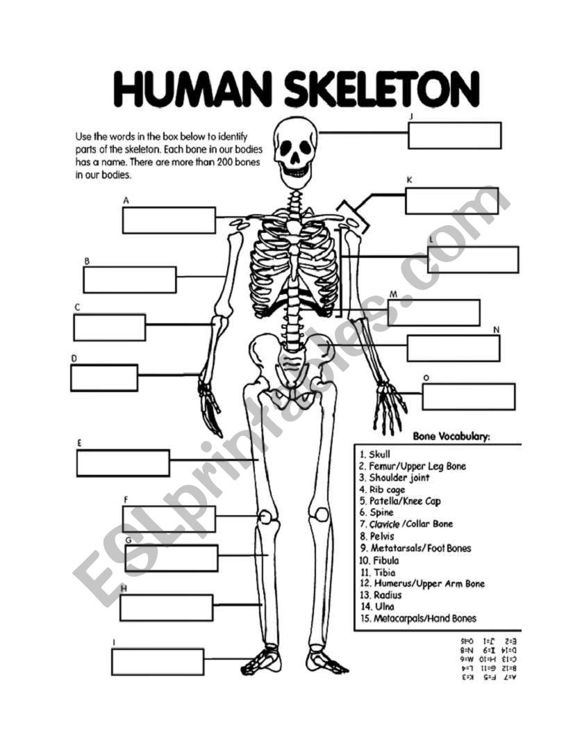 3rd Grade Human Body Worksheets Skeletal System Esl Worksheet by andrea Hart