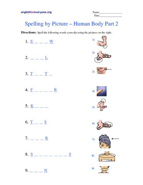 3rd Grade Human Body Worksheets Spelling by Picture Human Body Part 2 Worksheet for 1st