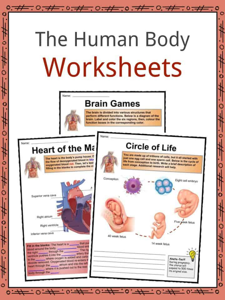 3rd Grade Human Body Worksheets the Human Body Facts Worksheets &amp; Key Systems for Kids
