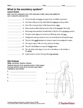 3rd Grade Human Body Worksheets What is the Excretory System Human Body Printable 6th 12th
