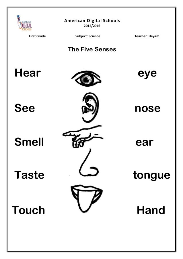 5 Senses Kindergarten Worksheets Senses Lessons Tes Teach