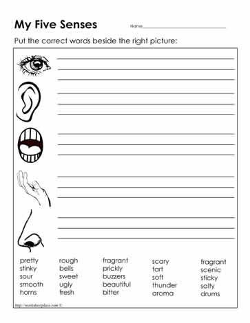 5 Senses Kindergarten Worksheets What Your Senses Do