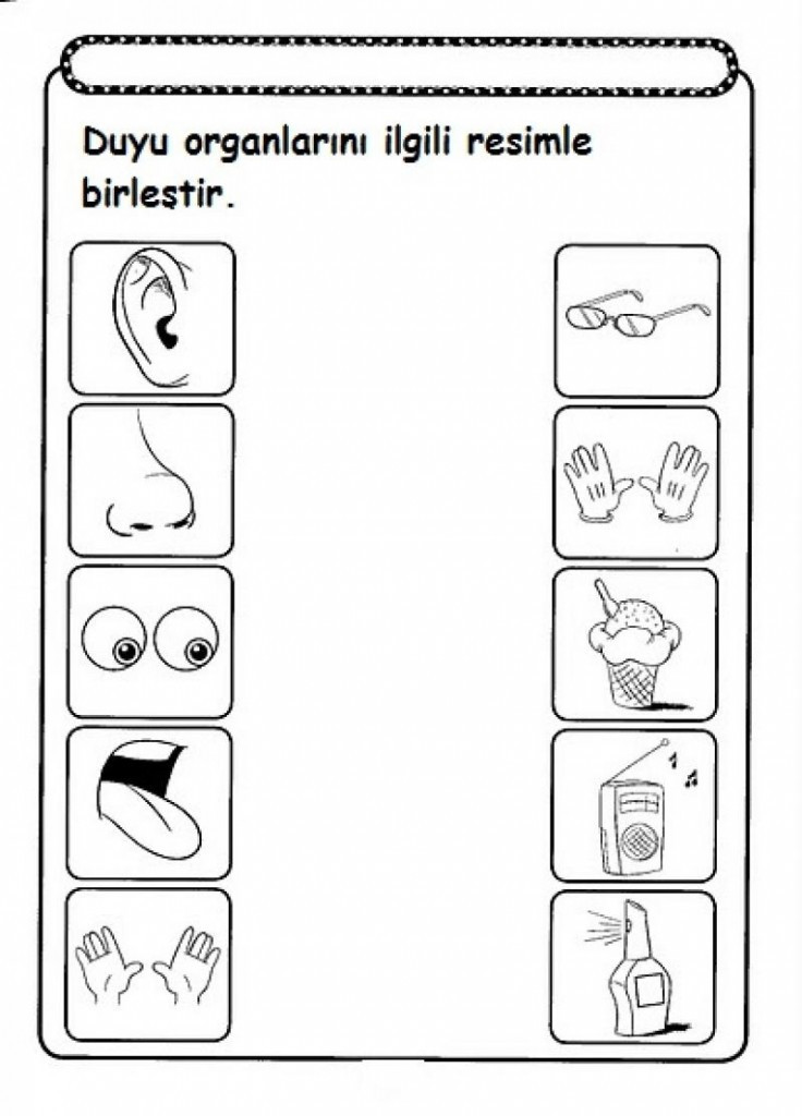 5 Senses Printable Worksheets Five Sense Worksheet