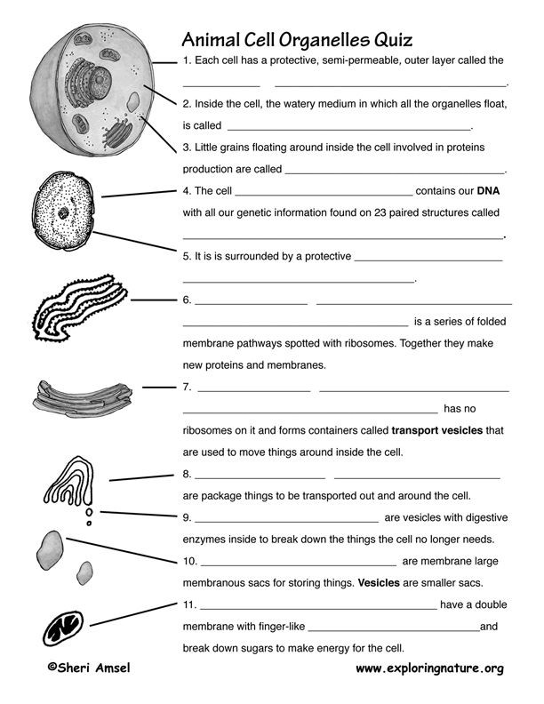 5th Grade Cell Worksheets 5th Grade Cells Lesson Lessons Tes Teach