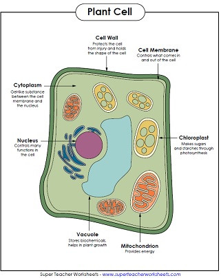 5th Grade Cell Worksheets Animal and Plant Cell Worksheets