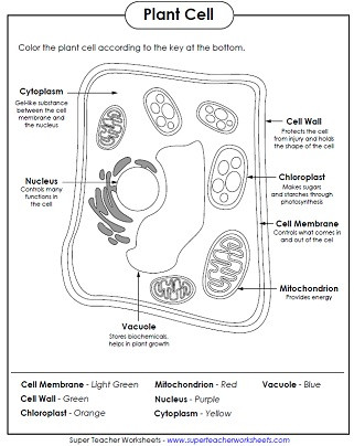 5th Grade Cell Worksheets Animal and Plant Cell Worksheets