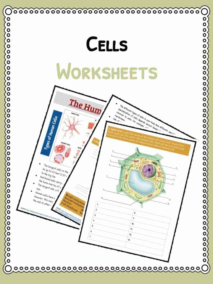 5th Grade Cell Worksheets Cell Facts Information &amp; Worksheet