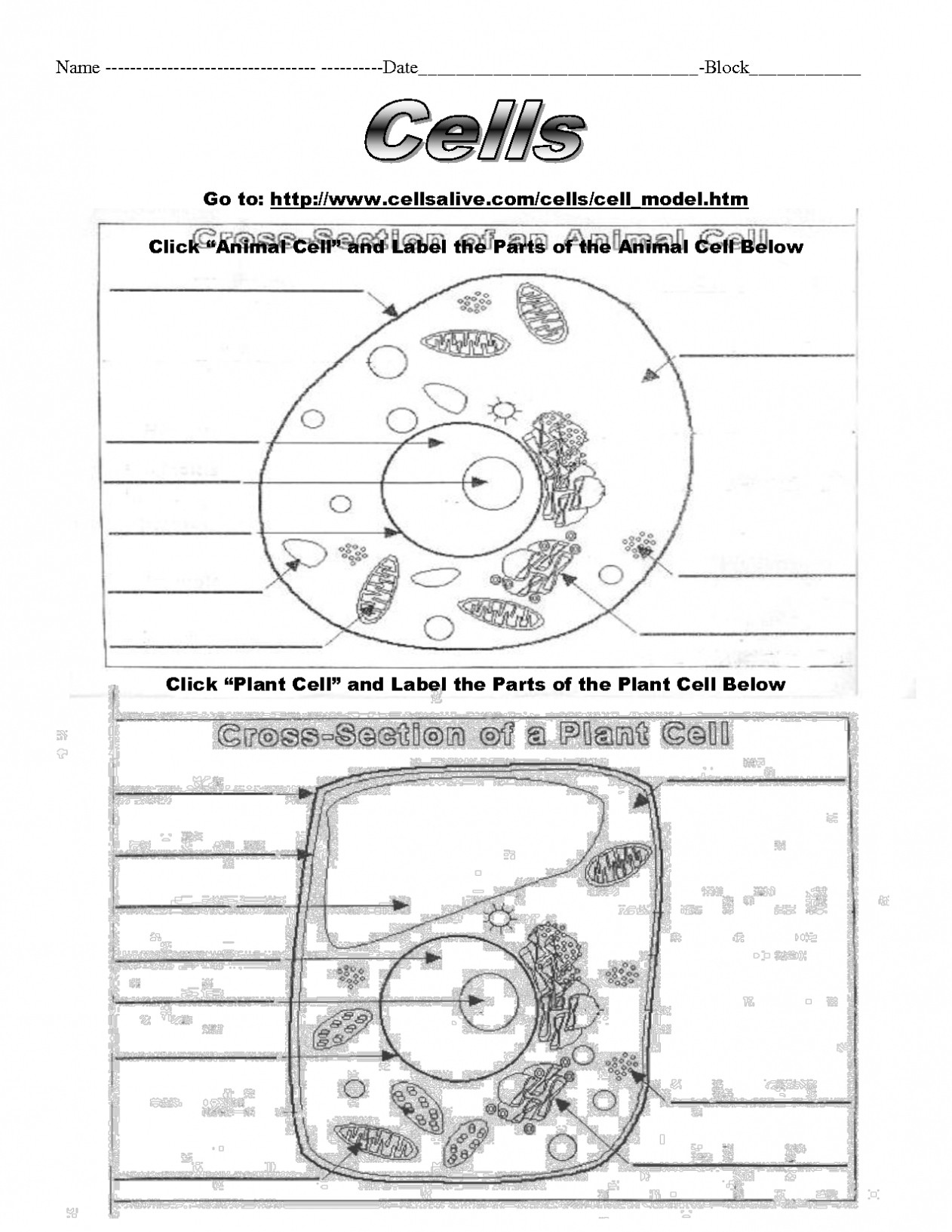 5th Grade Cell Worksheets Cell Worksheet for Fifth Grade