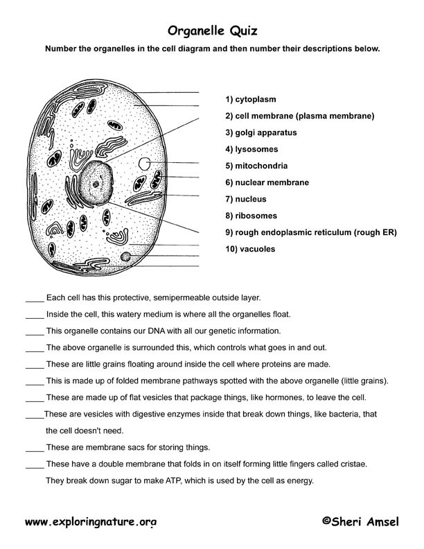 5th Grade Cell Worksheets Introduction to Subcellular Structure