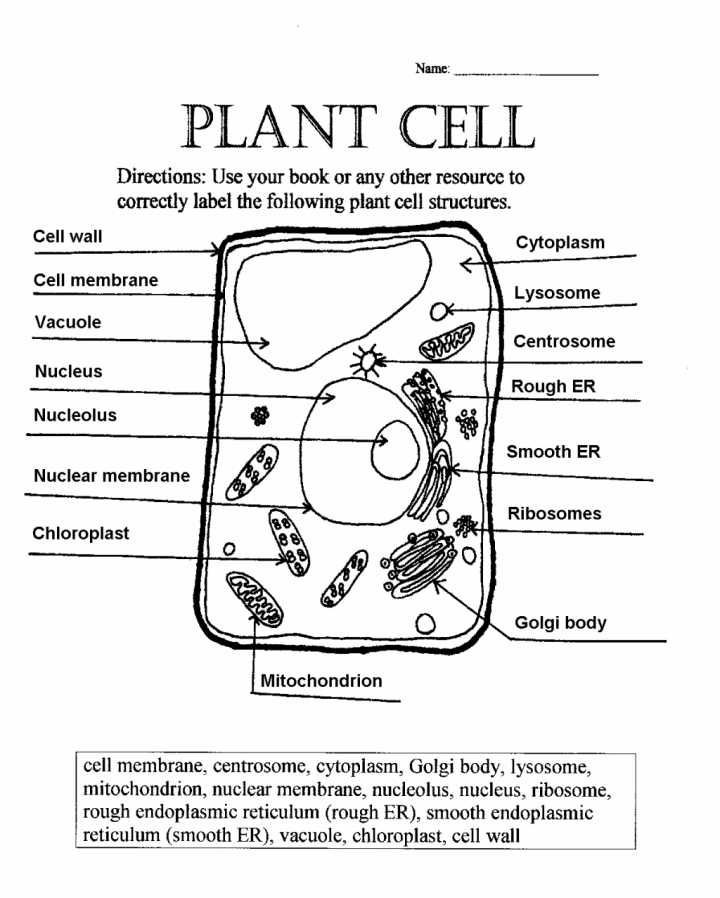5th Grade Cell Worksheets Label Plant Cell Worksheet
