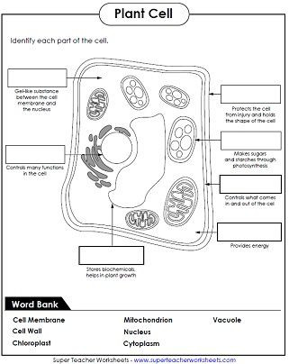 5th Grade Cell Worksheets Parts Of A Plant Cell Science Vocabulary Worksheet