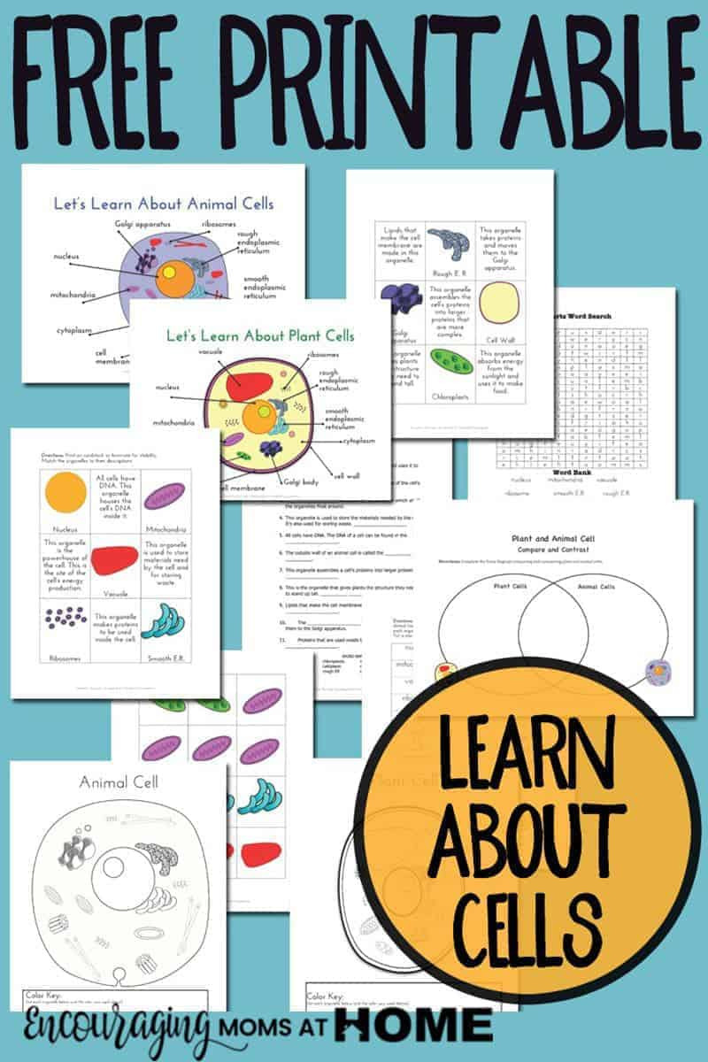 5th Grade Cell Worksheets Plant and Animal Cell Printables Grades 4 6