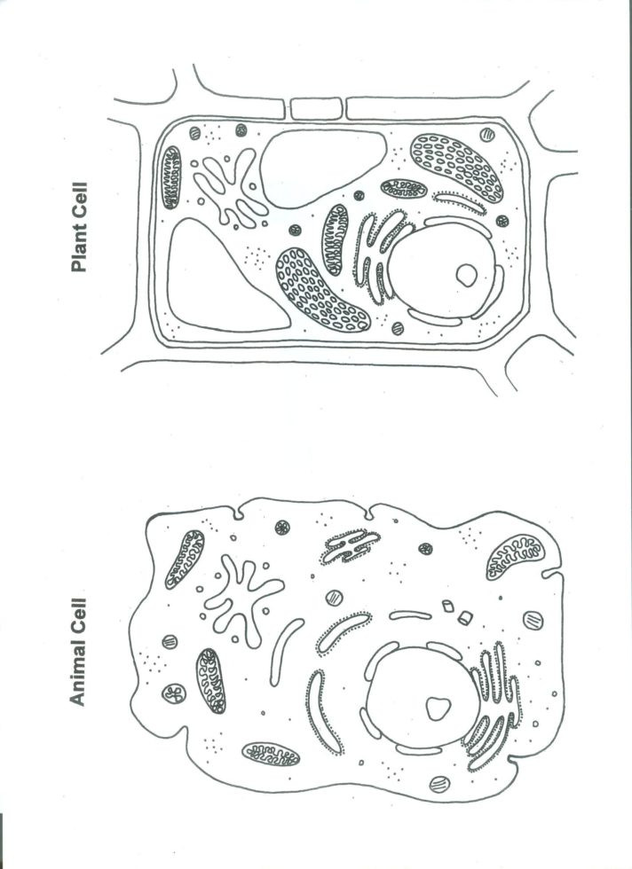 5th Grade Cell Worksheets Shrinky Plant and Animal Cell Science Cells
