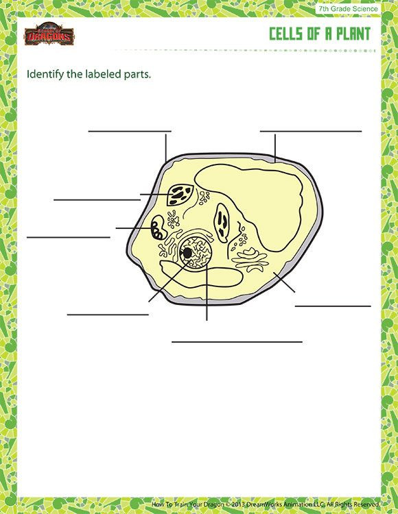 7th Grade Science Worksheets Printable Cells Of A Plant Printable Science Worksheet for Seventh