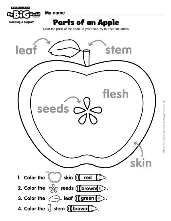 Apple Worksheets Kindergarten Parts Of An Apple—a Freebie Printable From Mybigworld