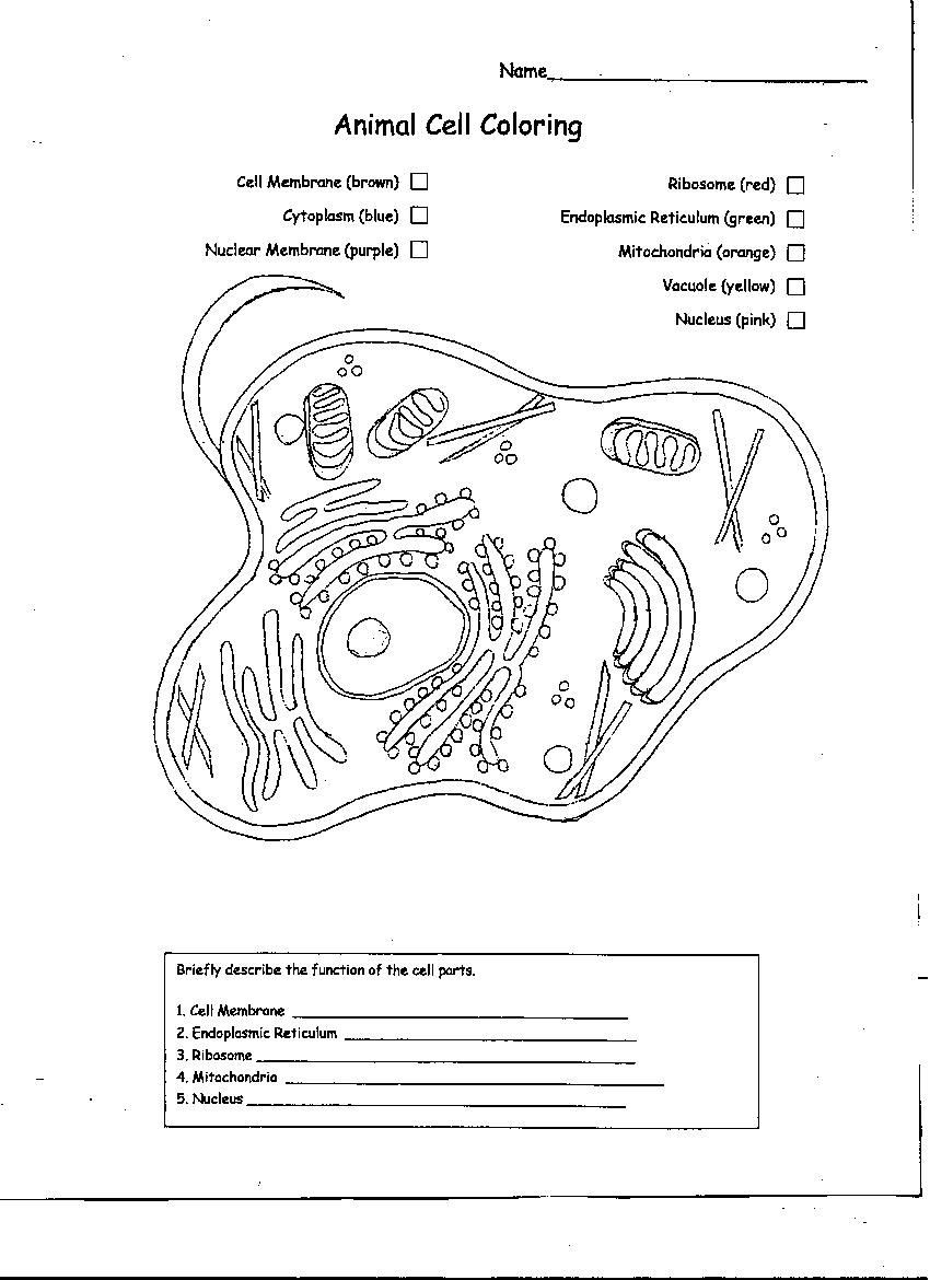 Cell Coloring Worksheets Animal Cell Coloring Page Coloring Home