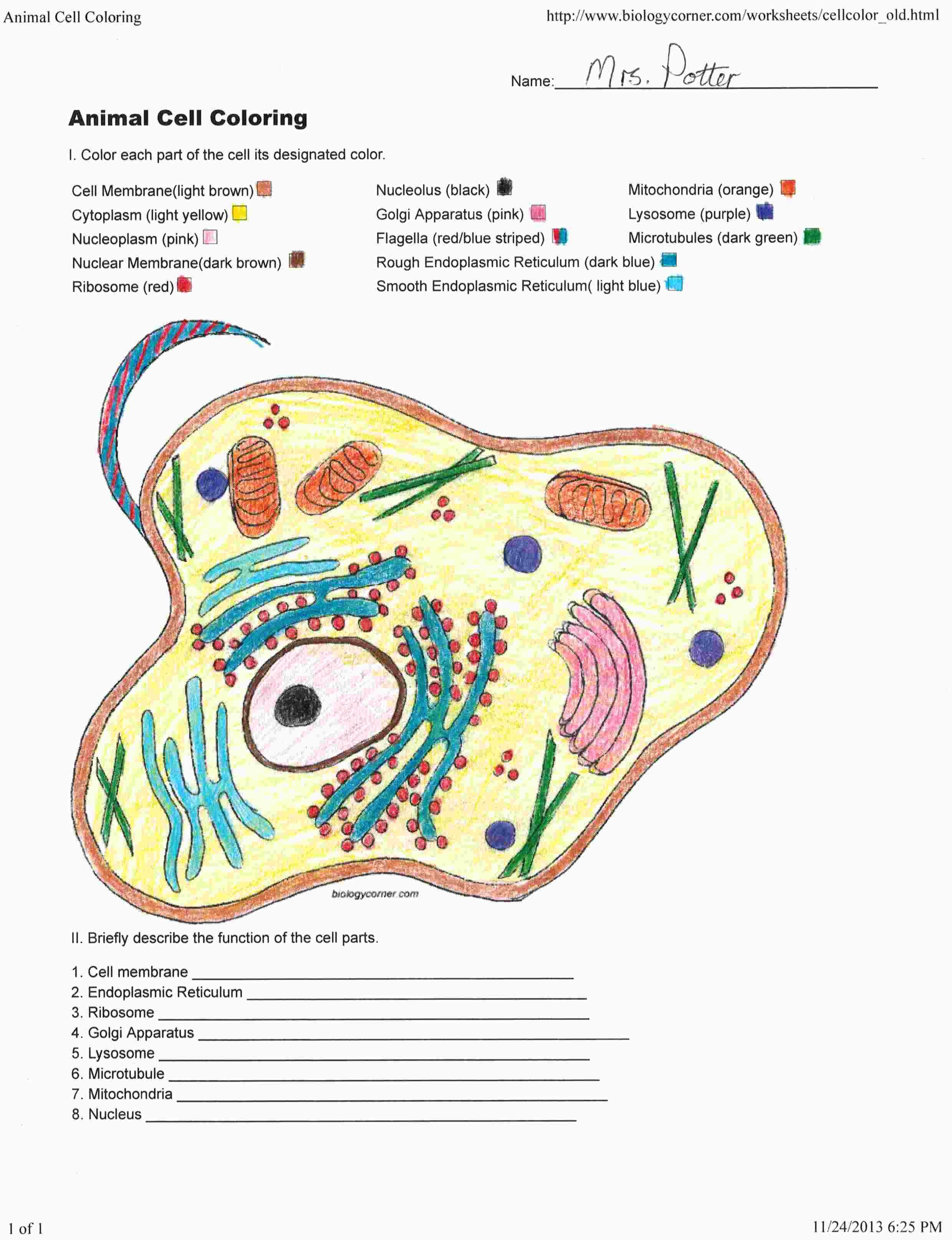 Cell Coloring Worksheets Coloring Sheet Labeled Animal Cell Coloring Key