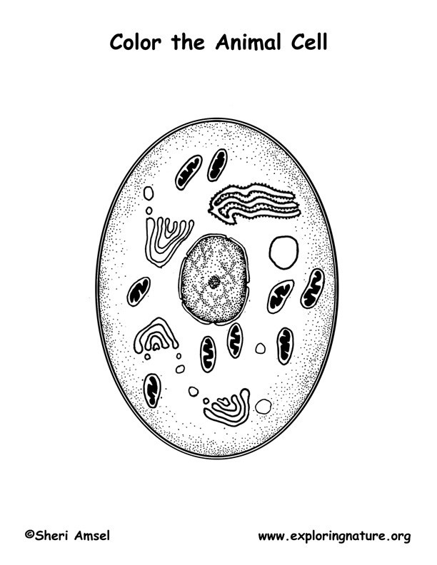 Cell Coloring Worksheets Harper Gallery Plant and Animal Cell Coloring Pages