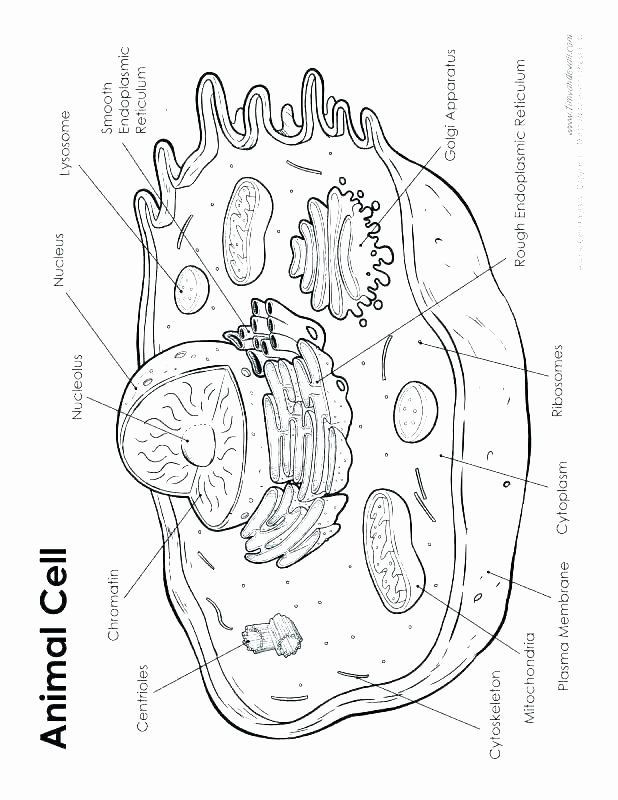Cell Coloring Worksheets Pin On Book