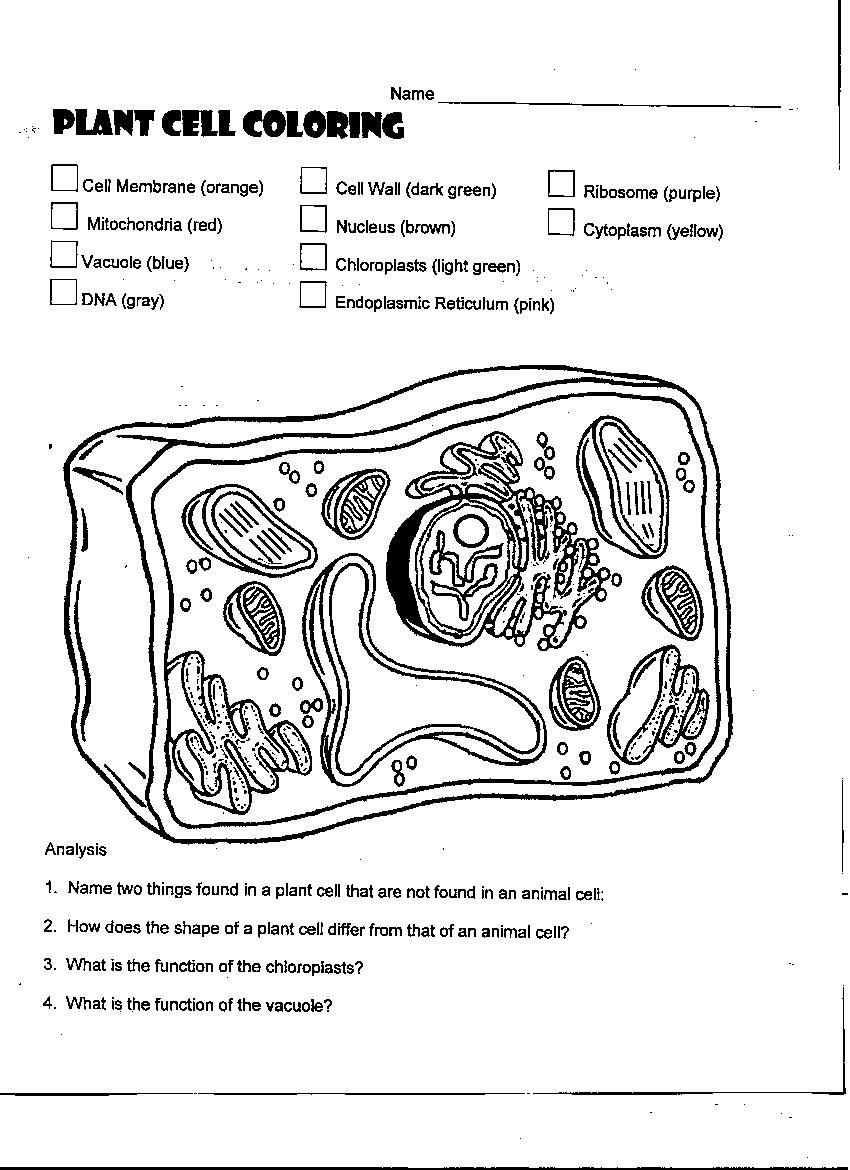 Cell Coloring Worksheets Plant Cell Coloring Diagram Worksheet Answers