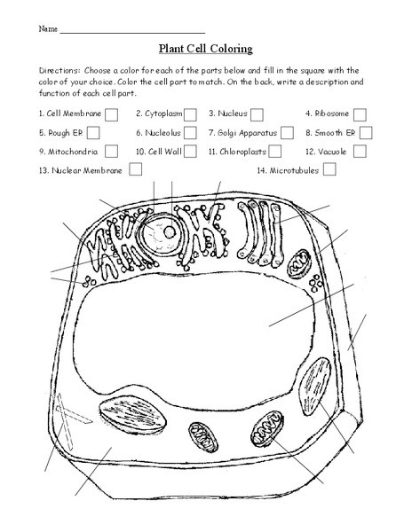 Cell Coloring Worksheets Plant Cell Coloring Worksheet for 9th Higher Ed