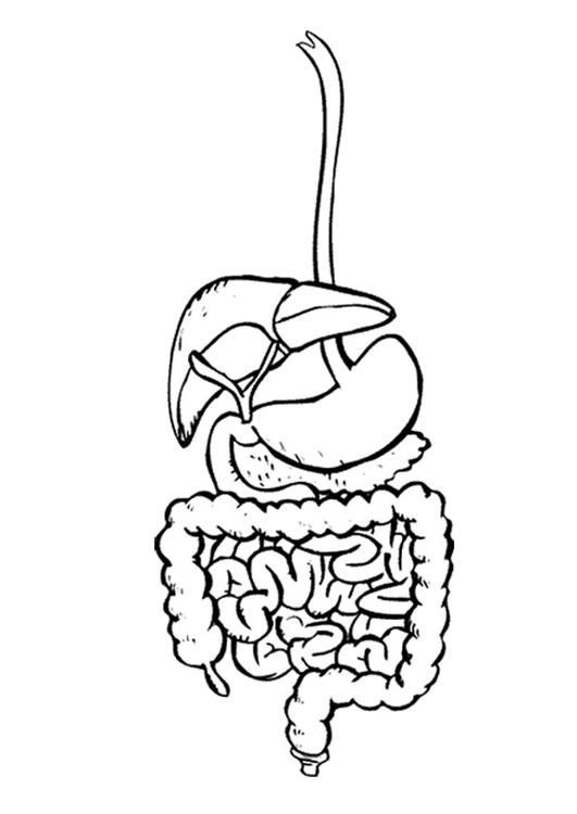Digestive System Coloring Worksheet 128 Human Body Coloring Pages 2020 Free Printable